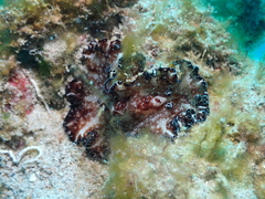 Discodoris boholiensis