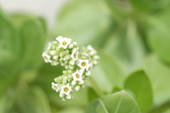 Heliotropium arboreum