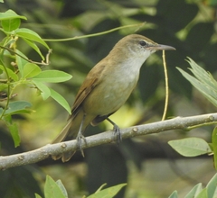 Acrocephalus stentoreus