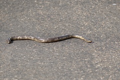 Afrotyphlops schlegelii