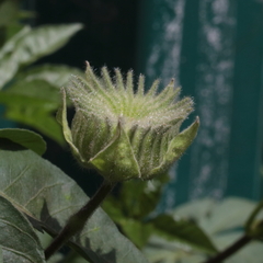 Abutilon mauritianum