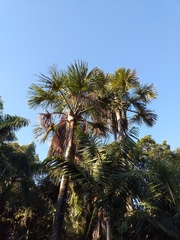 Mauritia flexuosa