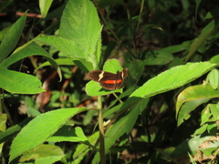 Heliconius clysonymus