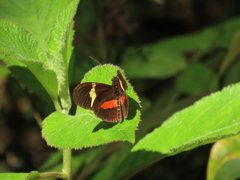 Heliconius clysonymus