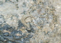 Blenniiformes