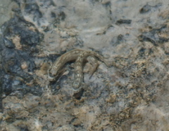 Blenniiformes