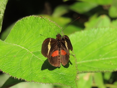 Heliconius clysonymus