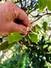 Muellerina celastroides