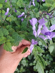 Plectranthus saccatus