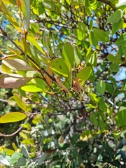 Muellerina celastroides