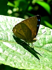 Simiskina pharyge