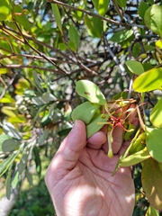 Muellerina celastroides