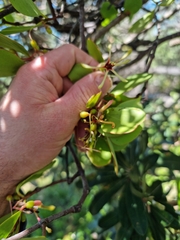 Muellerina celastroides
