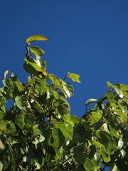 Aiouea montana