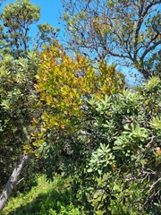 Muellerina celastroides