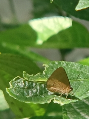 Simiskina pharyge
