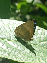 Simiskina pharyge