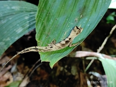 Anolis scypheus