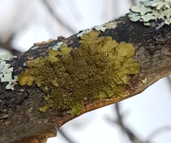 Melanohalea exasperatula