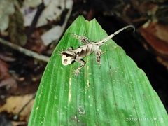 Anolis scypheus