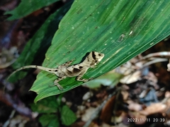 Anolis scypheus