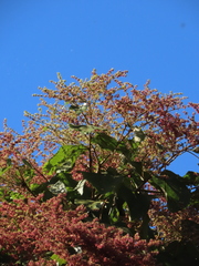 Heliocarpus americanus