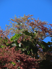Heliocarpus americanus