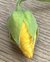 Abutilon mauritianum