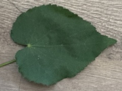 Abutilon mauritianum