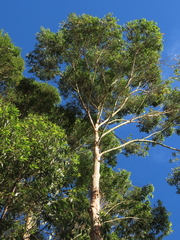 Eucalyptus grandis