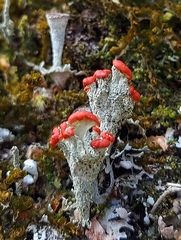 Cladonia pleurota