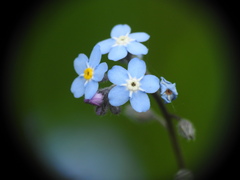 Myosotis decumbens