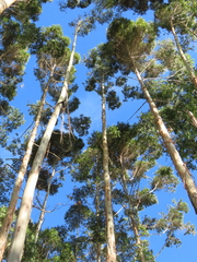 Eucalyptus grandis