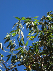 Eucalyptus grandis