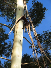 Eucalyptus grandis