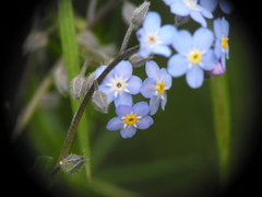 Myosotis decumbens