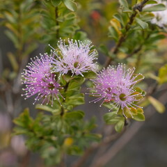 Kunzea capitata
