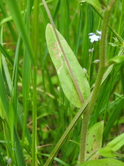 Myosotis decumbens