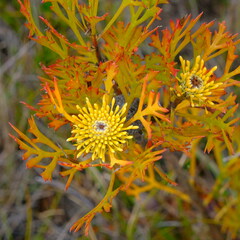 Isopogon