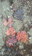 Vitis vinifera