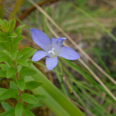 Wahlenbergia capillaris