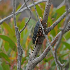 Polyzosteria limbata