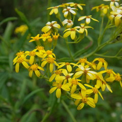 Senecio linearifolius