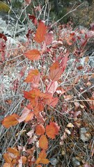 Hibiscus rosa-sinensis