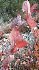 Hibiscus rosa-sinensis