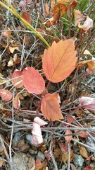Hibiscus rosa-sinensis