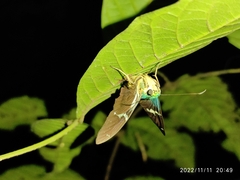 Astraptes