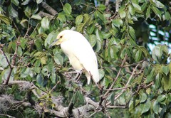 Nycticorax nycticorax