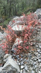 Hibiscus rosa-sinensis