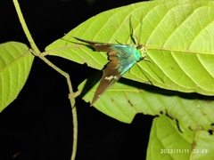 Astraptes